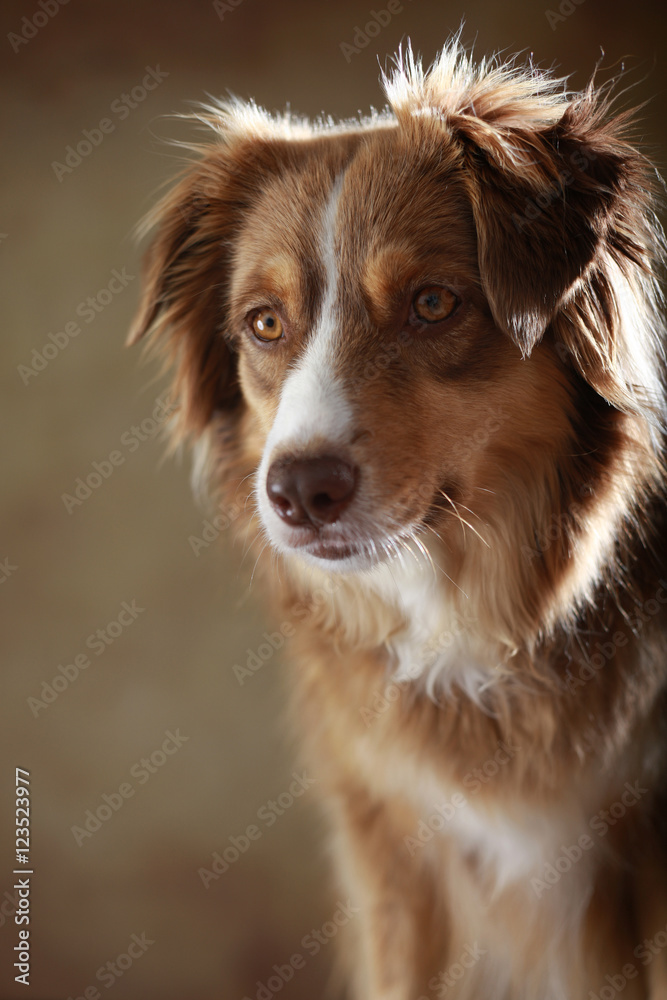 Australian Shepherd im Studio