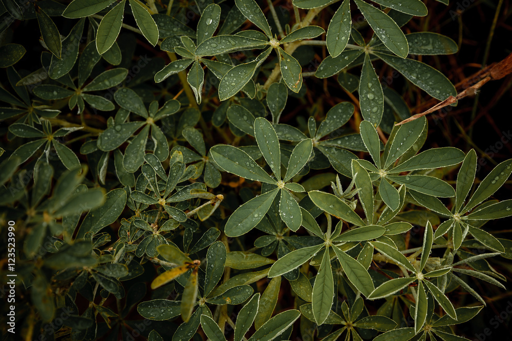 Obraz premium Green plants