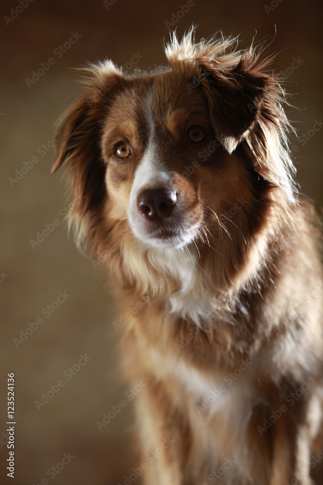 Australian Shepherd im Studio Australian Shepherd im Studio