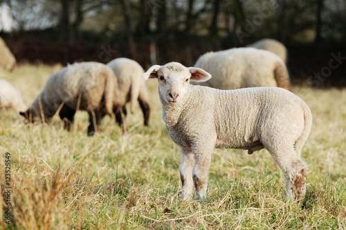 lamb standing on pasture