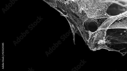 Obraz na płótnie cobweb or spider web isolated on black background