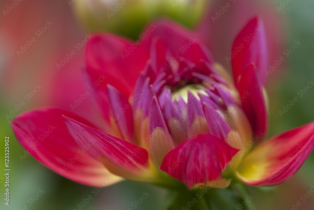 waterlily dahlia waterlily dahlia