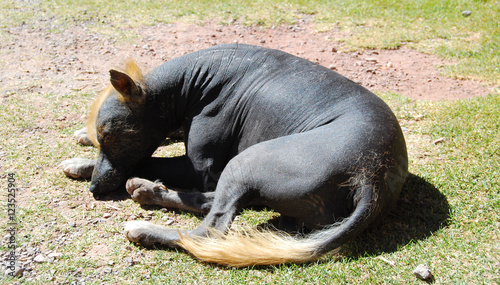 Foto Перуанская лысая собака/Peruvian hairless dog
