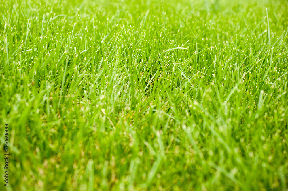 Fototapeta premium Jesień - zielona trawa