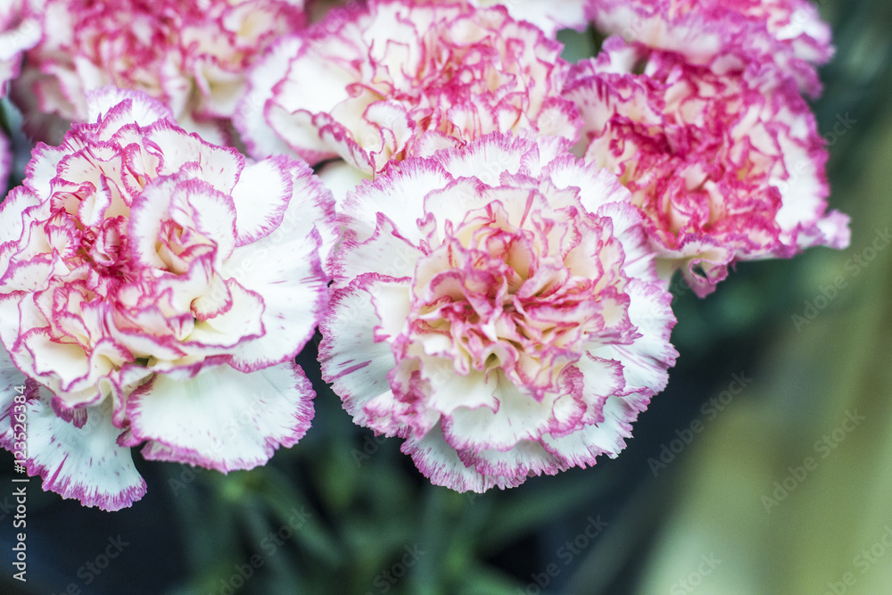 Blurred background bouquet of bright pink carnation with dark green leaves