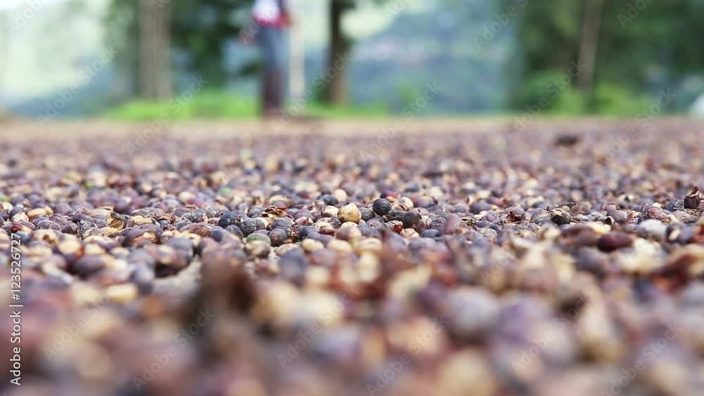 Worker prepares coffee beans to dry on a ground Worker prepares coffee beans to dry on a ground