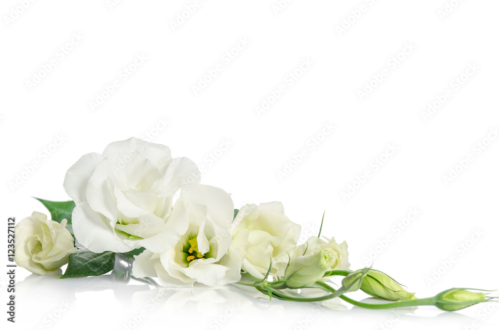 corner from beautiful white eustoma flowers isolated on white ba corner from beautiful white eustoma flowers isolated on white ba