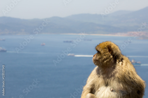 Affe auf Gibraltar © Kai Braun