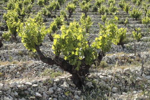 Chateauneuf du Pape photo