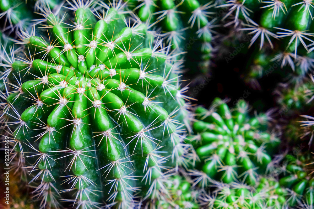 Green cactus close up on selective focus