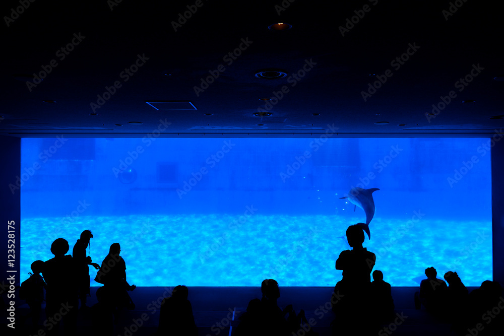 Fototapeta premium Silhouette of people looking for showing of dolphin.