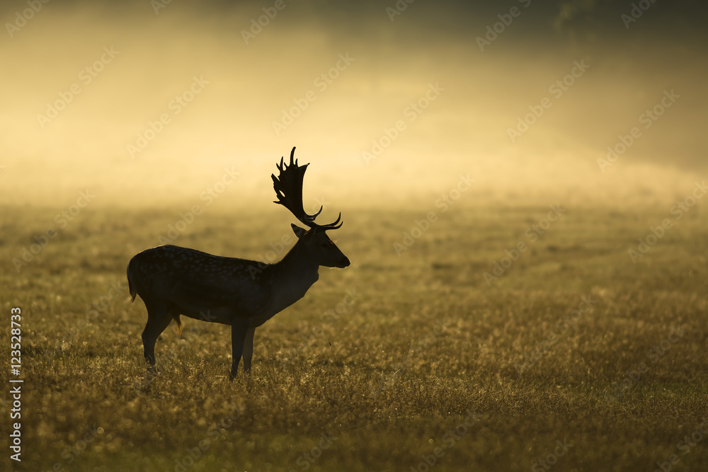 Misty morning and fallow deer