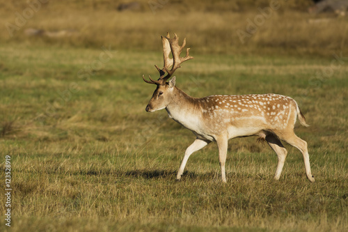 European fallow deer on the grass © kanuaq
