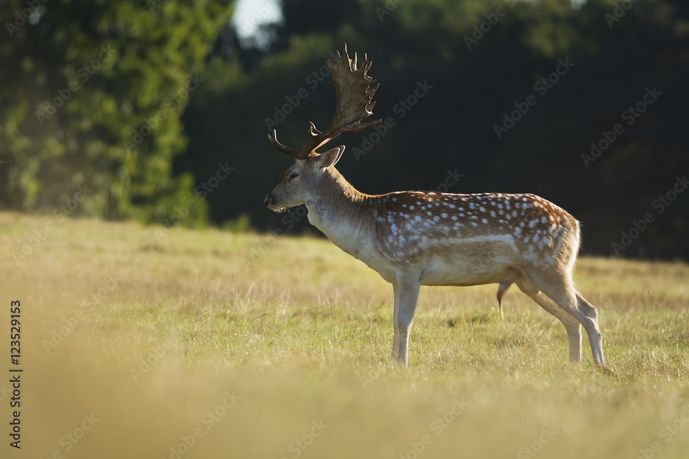 Fallow deer on the grass Fallow deer on the grass