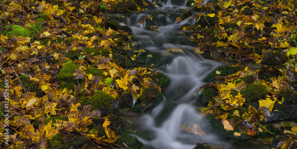 Water stream and fall yellow leavs. Water stream and fall yellow leavs.