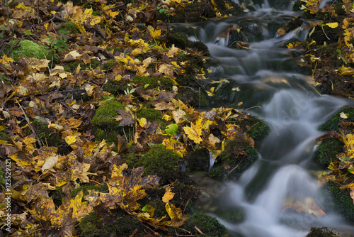 Water stream and fall yellow leavs.