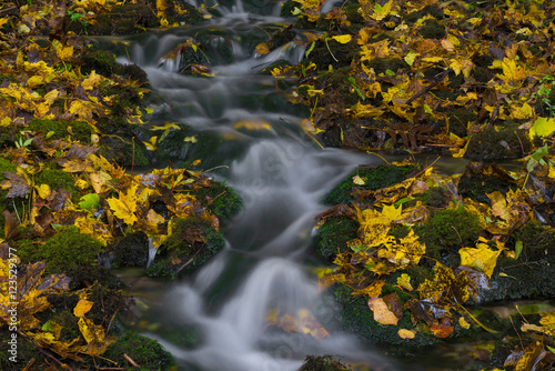 Water stream and fall yellow leavs.