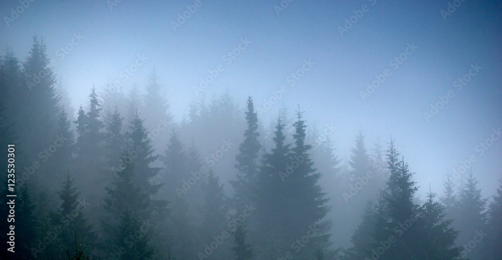fog forest trees panorama