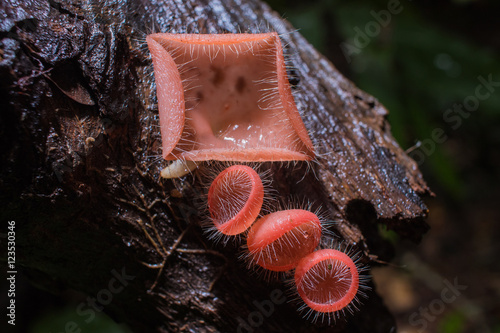 Pink fungicup or Cookeina tricholoma mushroom in the forest. Cha photo