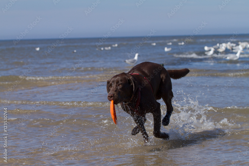 Running Dog In The Water / Labrador Running Dog In The Water / Labrador