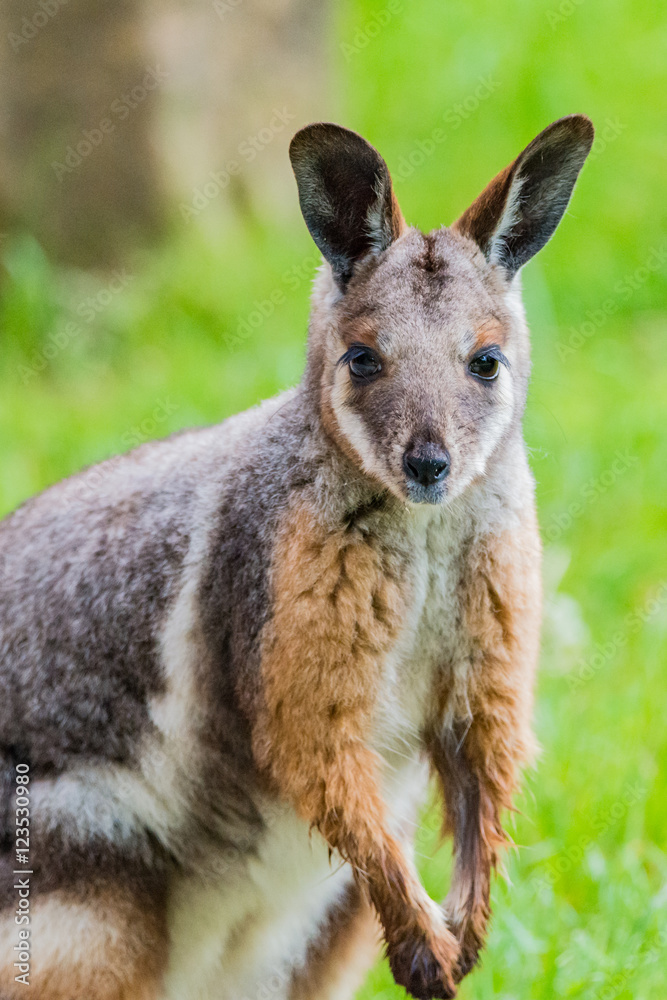 Junges Känguru im Zoo