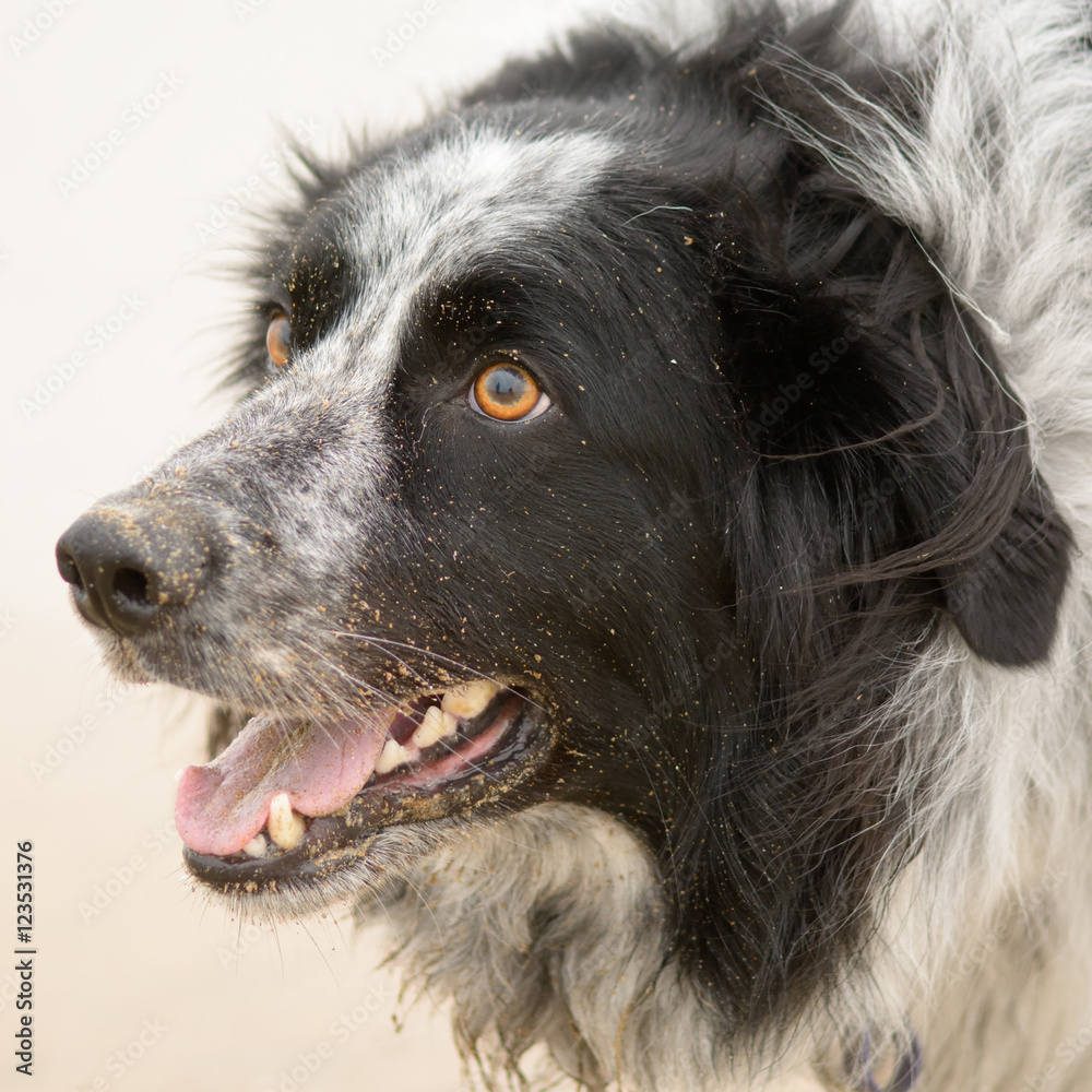 Border Springer