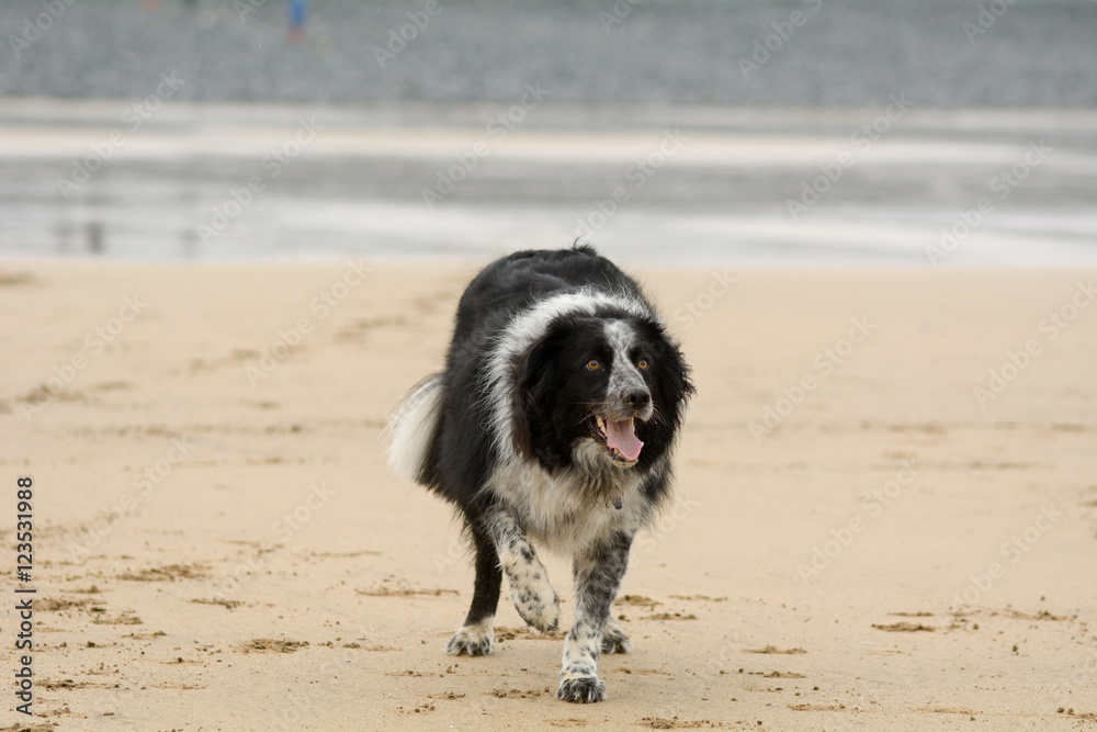 Border Collie dog on beach waiting for tennis ball to be thrown