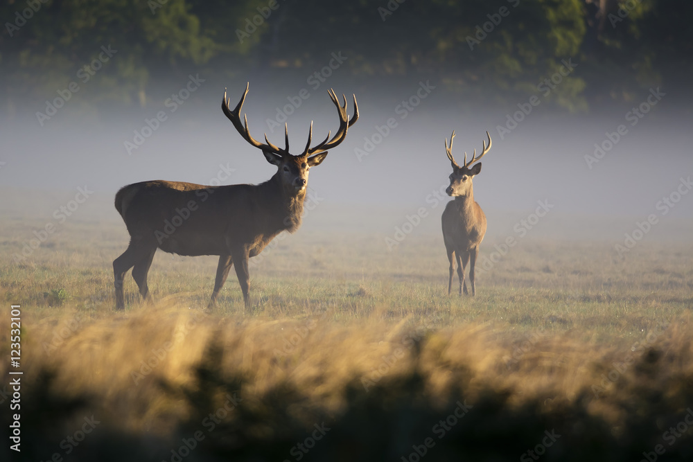 Obraz premium Two red deer in morning