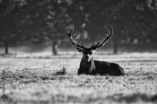 Red deer in black and white on the grass