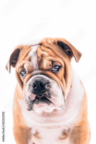 English bulldog pup portrait