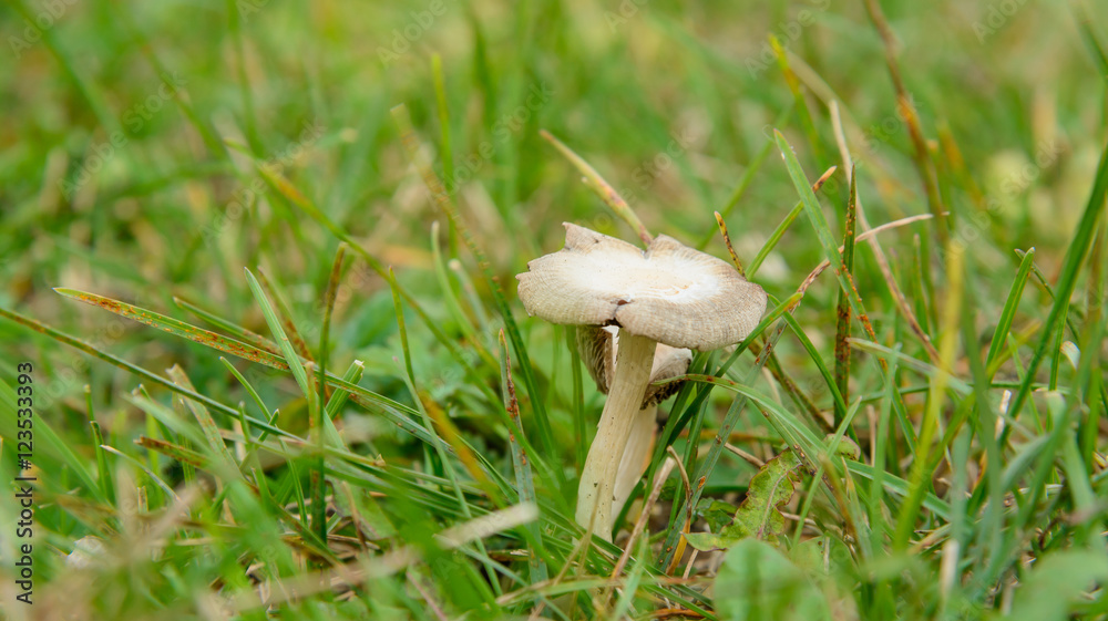 Mushroom in the grass Mushroom in the grass