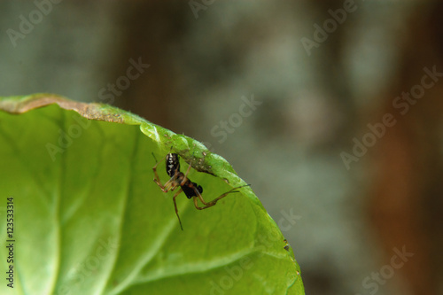 An ant crawling on a green leaf
