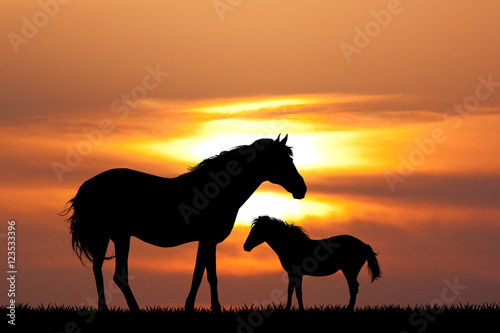 colt with the mare at sunset © adrenalinapura