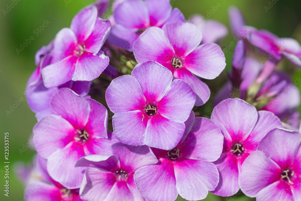 Phlox flowers in the garden

