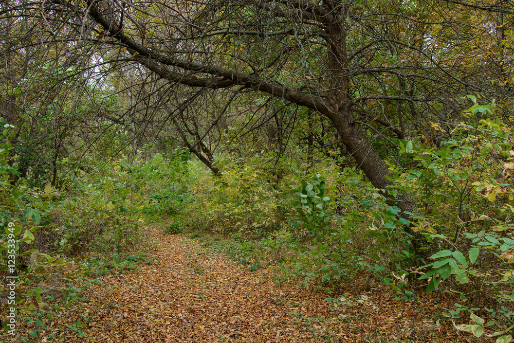 The path from the leaves, leading into autumn forest.