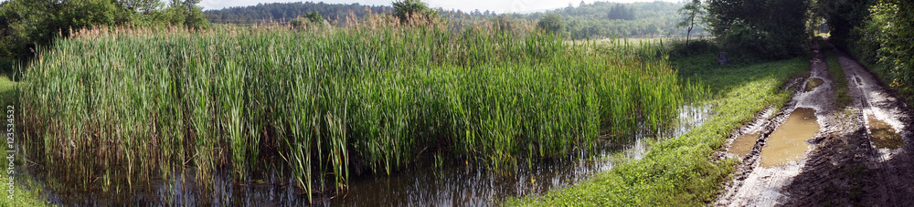 Obraz premium Dirt road and a swamp