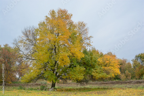Lonely tree with autumn leaves