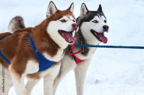 Two dogs with blue eyes Husky. Harnessed to sled sleigh