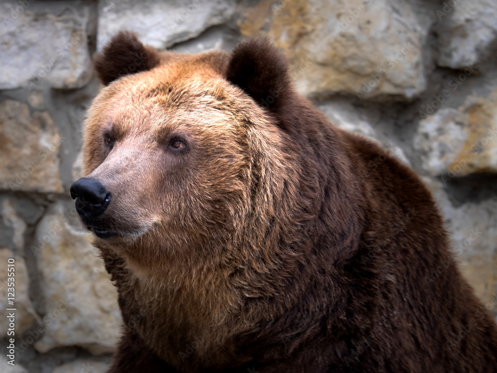 Brown bear