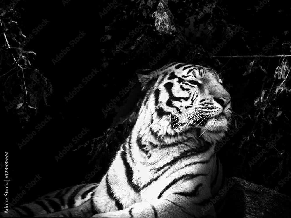 Obraz premium Tiger