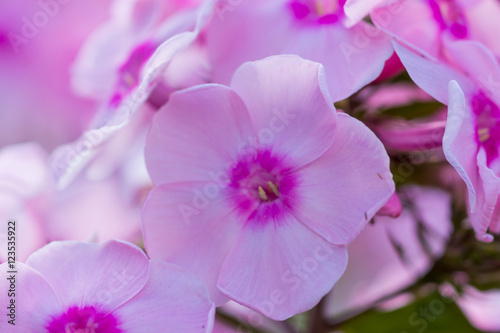 Phlox flowers in the garden
