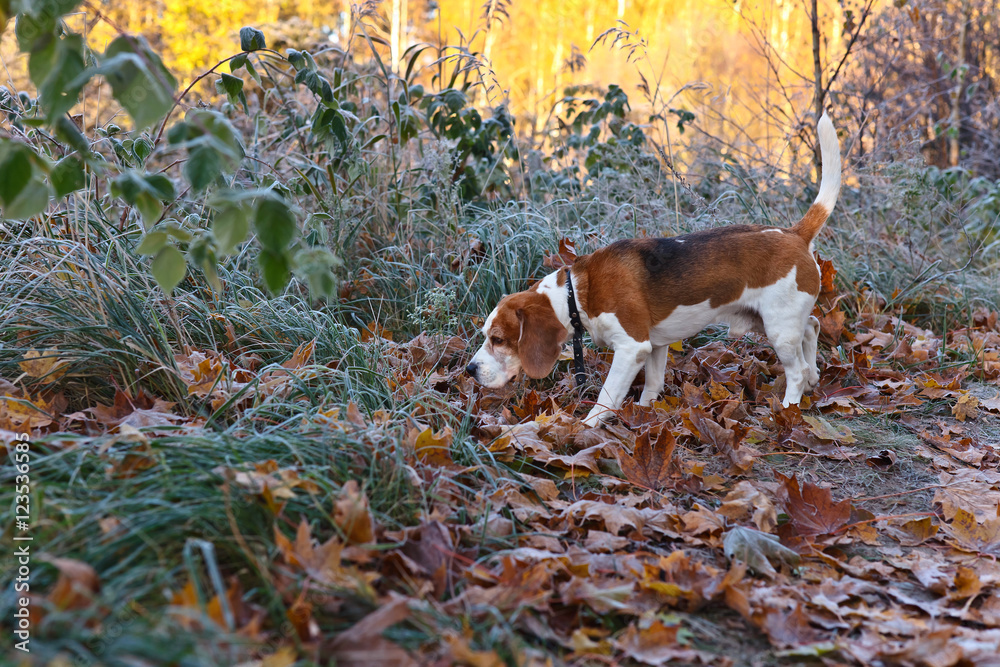 Beagle in the early morning in autumn forest Beagle in the early morning in autumn forest