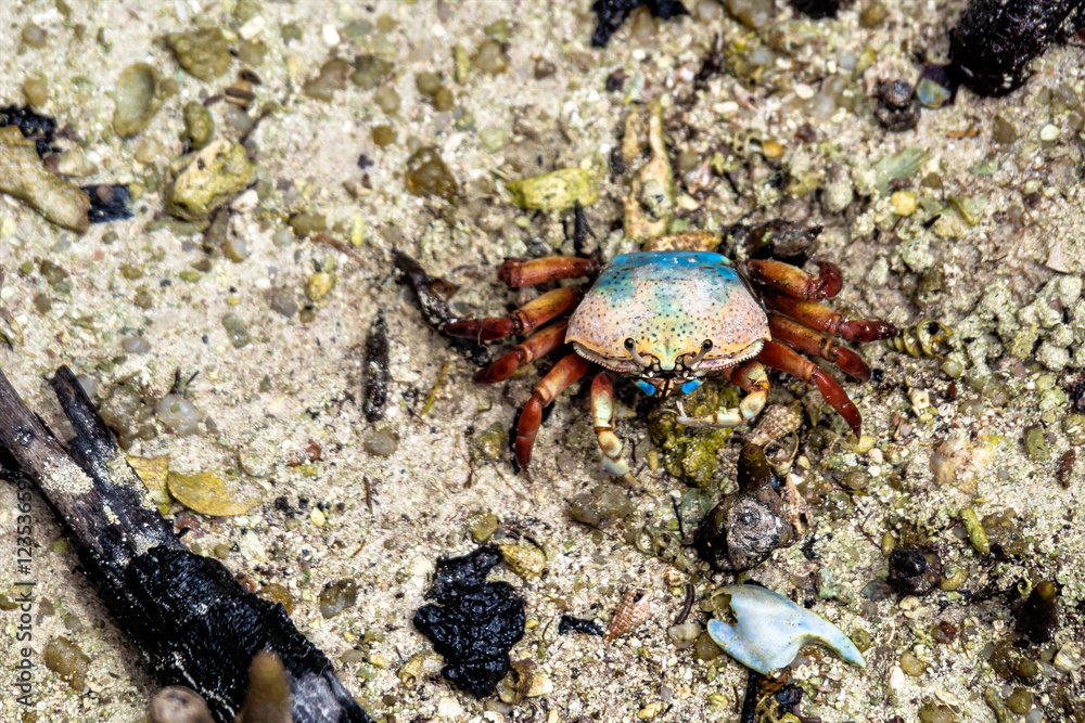 Seychellen - Krabbe auf Curieuse