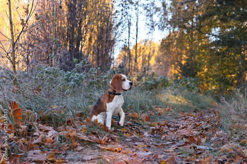  Beagle in the early morning in autumn forest