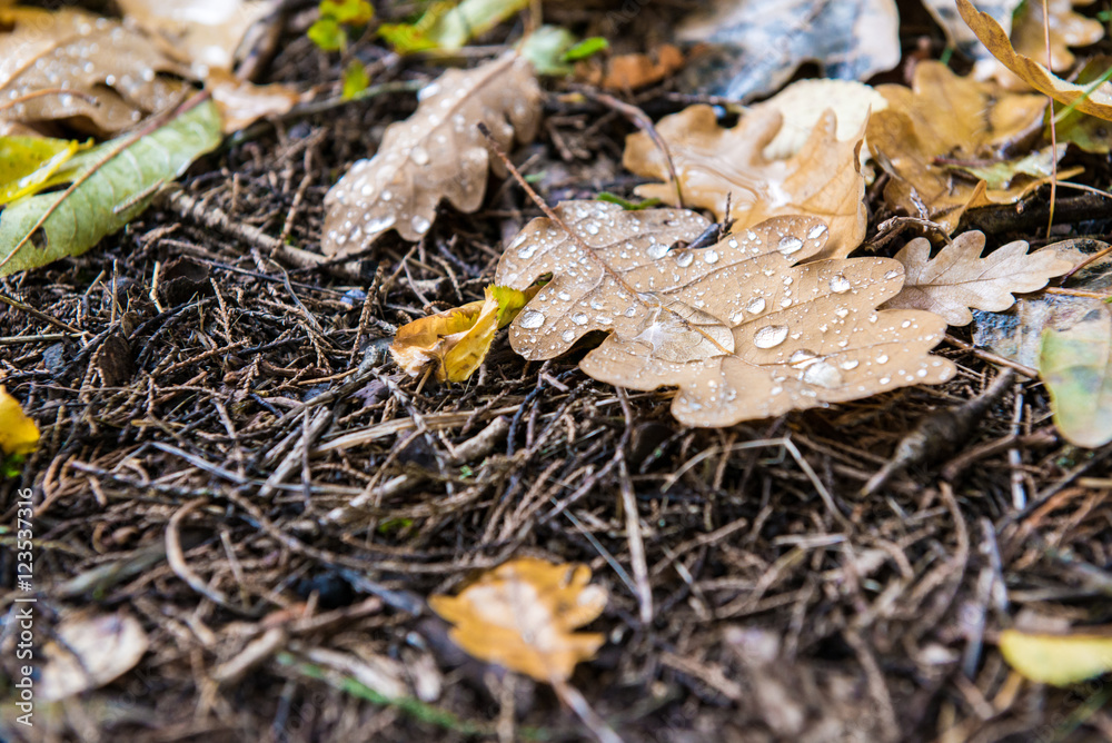 Fallen autumn leaves on the ground Fallen autumn leaves on the ground