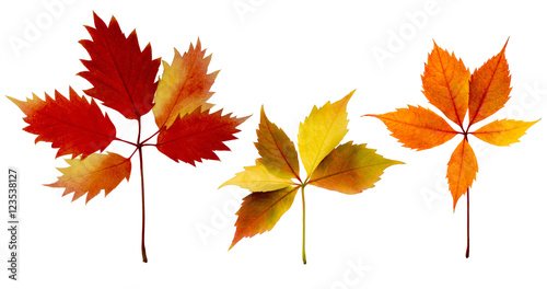 Set of different colours autumn vine leaves isolated on white.
