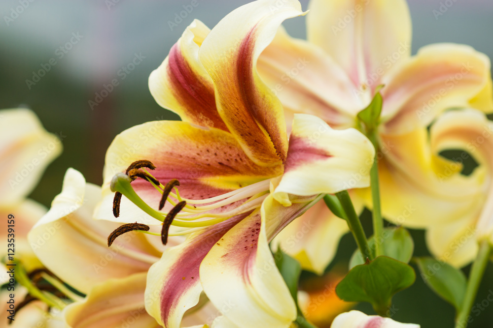 White lily flower in garden. Macro background.
White lily flower in garden. Macro background.