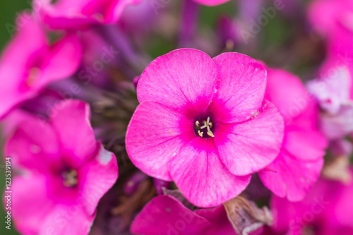 Phlox flowers in the garden
