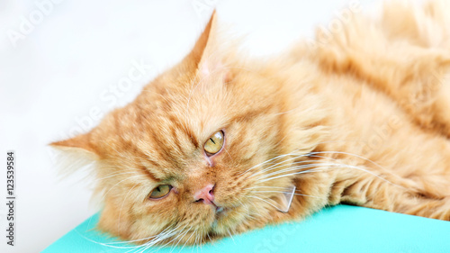 Fototapeta Naklejka Na Ścianę i Meble -  Lovely red cat, soft focus.