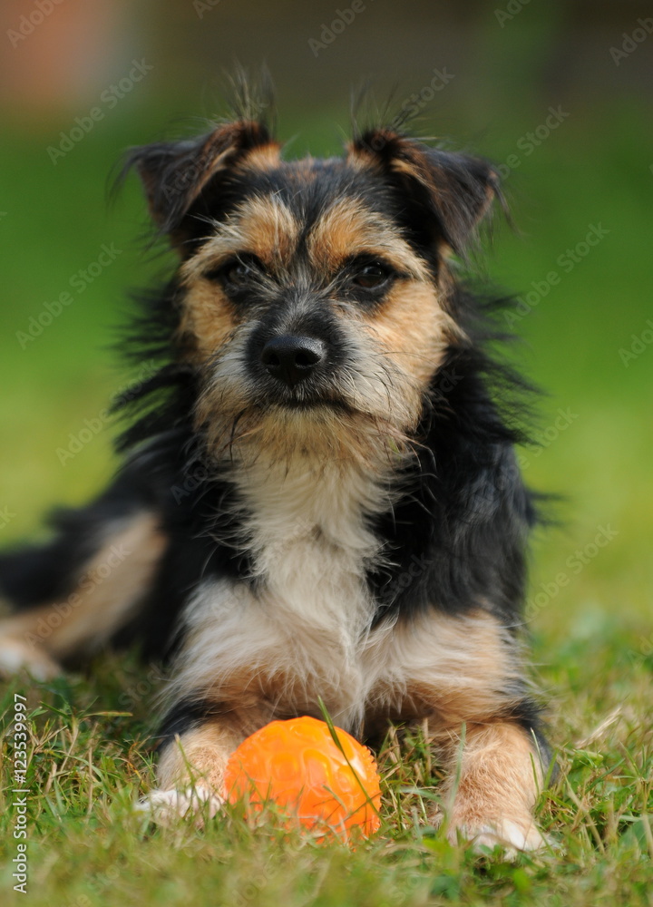 Terrier mit Ball